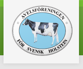 Logotyp för Avelsföreningen för Svensk Holstein