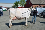 Holstein 056