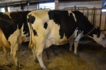 Svensk Holstein stämma Tanum 2014 063