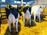 Kor uppställda för beskådning hos EH Holstein