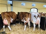 Några av de röda Holstein på Anderstorp
